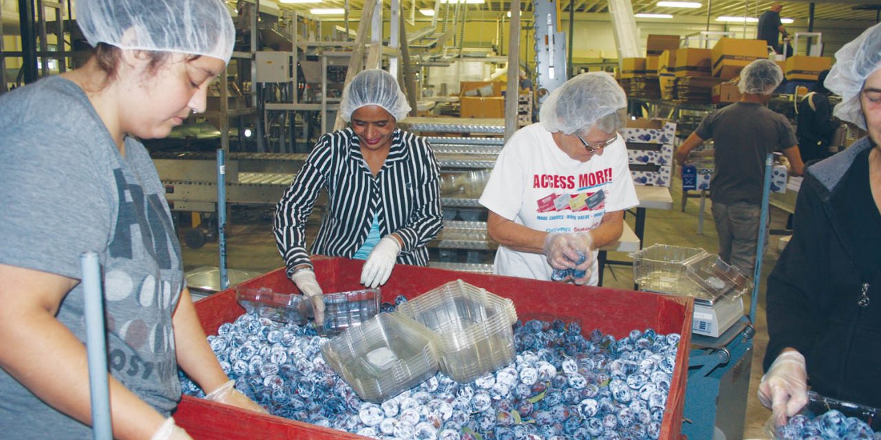 Established Canadian food company thrilled since opening new packinghouse in Osoyoos