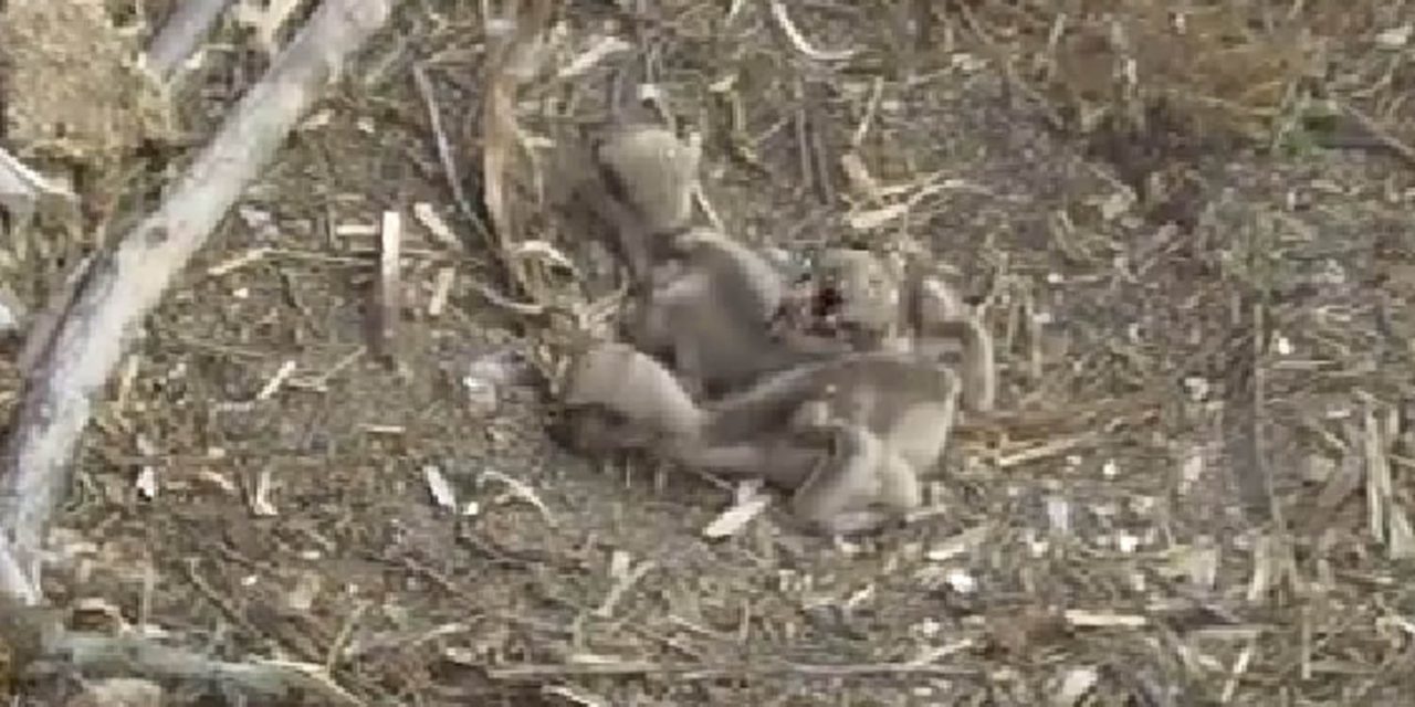 Broadcasting daily lives of ospreys proves to be huge success in Osoyoos