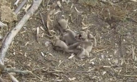 Broadcasting daily lives of ospreys proves to be huge success in Osoyoos