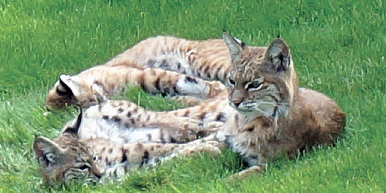 Neighbours who live near Osoyoos Golf Club urged to be on the lookout for bobcat family
