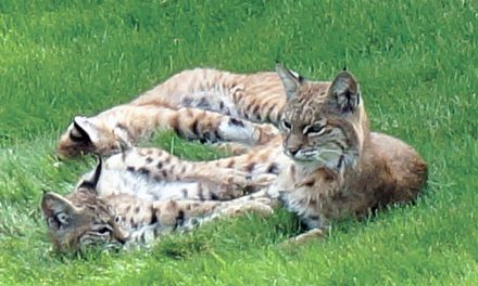 Neighbours who live near Osoyoos Golf Club urged to be on the lookout for bobcat family