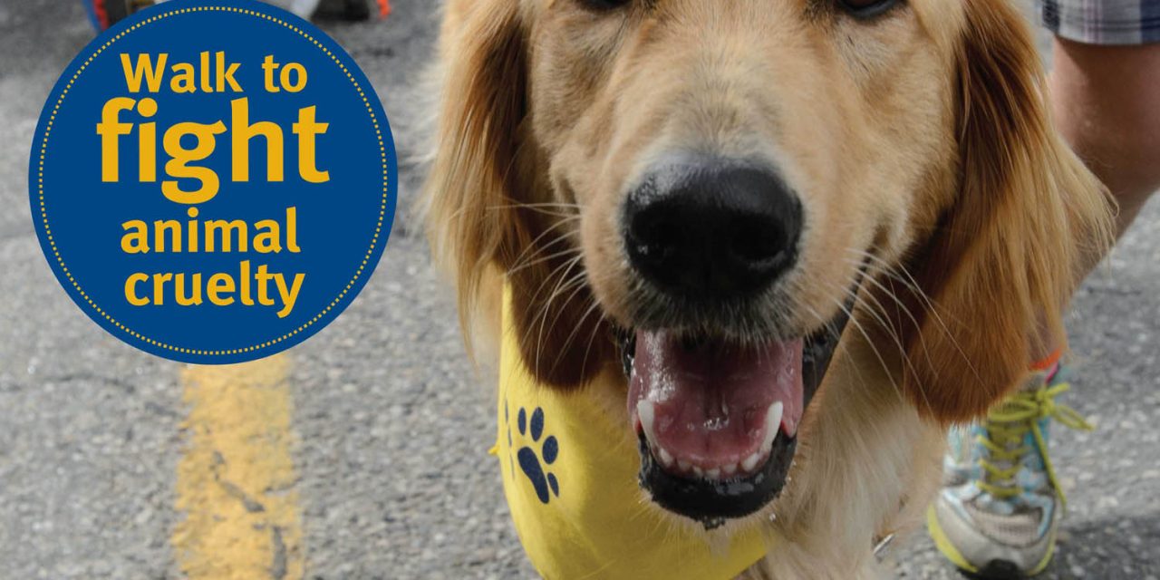 Paws for a Cause fundraiser for SPCA taking place this Sunday in Penticton