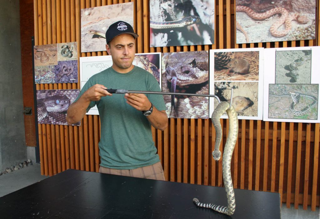 Biologist Jared Maida shows off a rattlesnake at Mk’Mip Desert Cultural Centre. The centre is marking World Snake Day on Saturday, July 16 as it also celebrates its 10th anniversary. (Keith Lacey photo)
