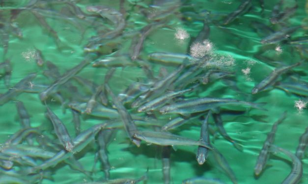 Syilx/Okanagan diet quality positively impacted by increased food sovereignty, says study