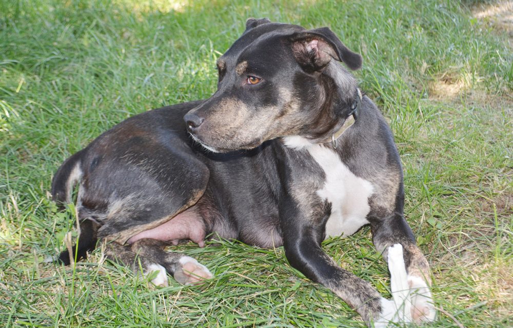 New information surfaces on dog attack