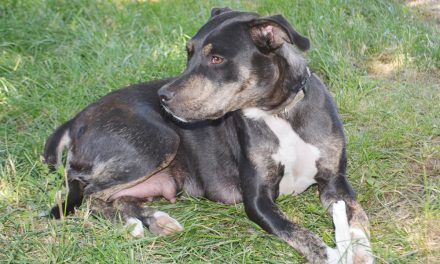 New information surfaces on dog attack