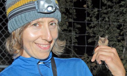 New program aims to engage public about bats