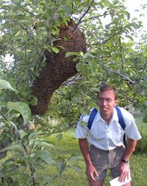 People urged to report swarms