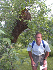 People urged to report swarms