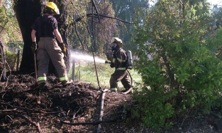 Tree fire raises alarm