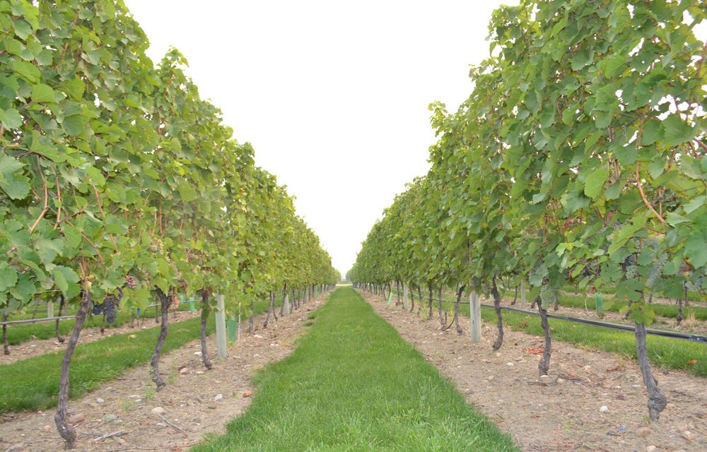 Winemakers toast early harvest