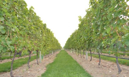 Winemakers toast early harvest
