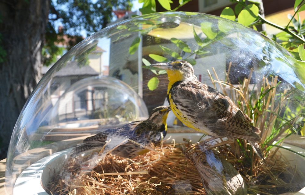 Endangered species losing their habitat