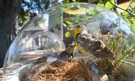 Endangered species losing their habitat