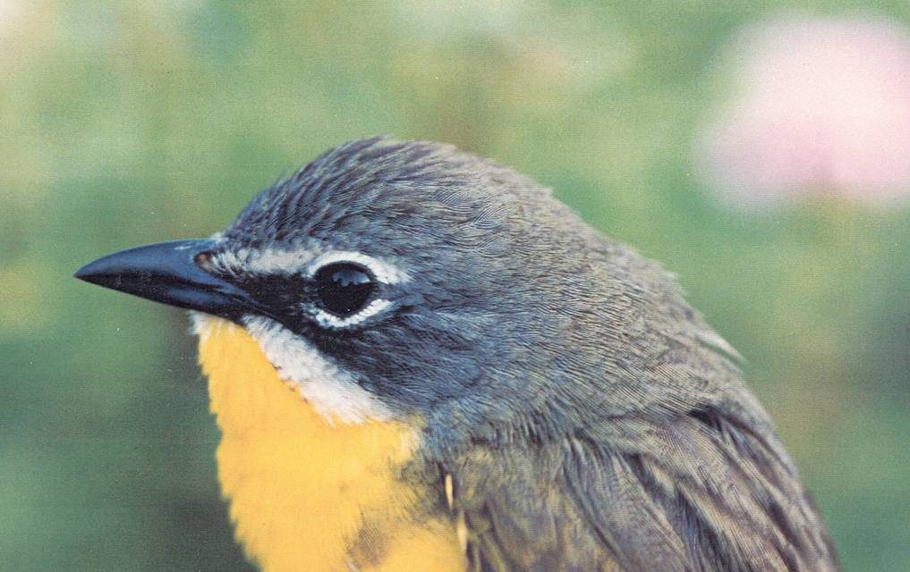 Public invited to comment on recovery plans for endangered species