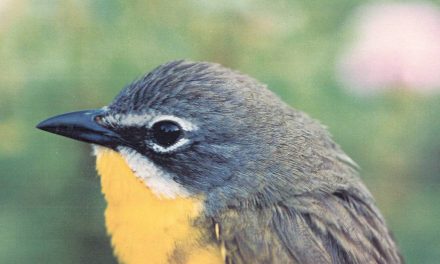 Public invited to comment on recovery plans for endangered species