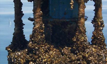 Mussel action plan delayed by expanded scope – Ministry