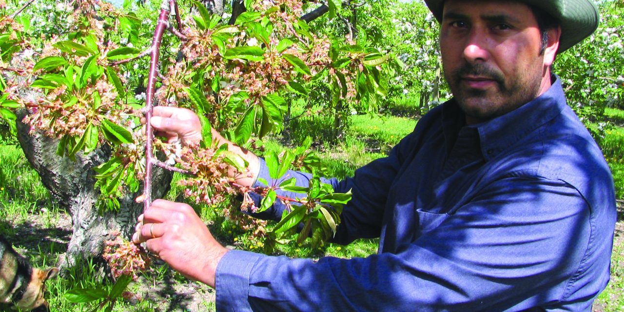 LOCAL AGRICULTURALISTS SAY COOL, DRY SPRING HURT CROPS