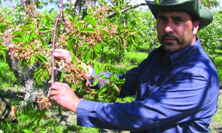 LOCAL AGRICULTURALISTS SAY COOL, DRY SPRING HURT CROPS