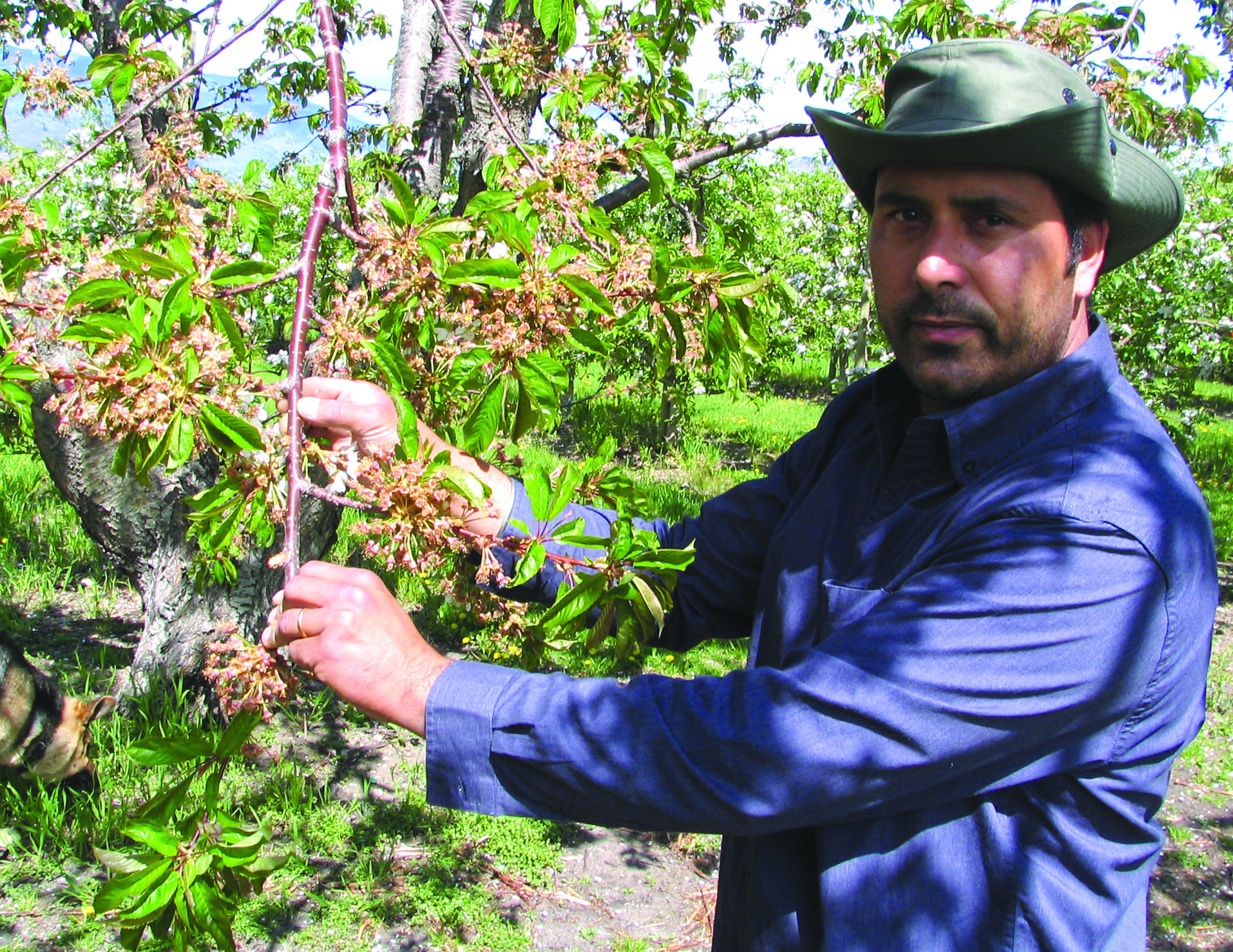agriculturetest1 Paul Gill, owner of Paul’s Greenhouses in Osoyoos, inspects the peach trees in his orchard. He said some peach blossoms were damaged due to the cold winter and late spring. Photo by Karen Knelsen