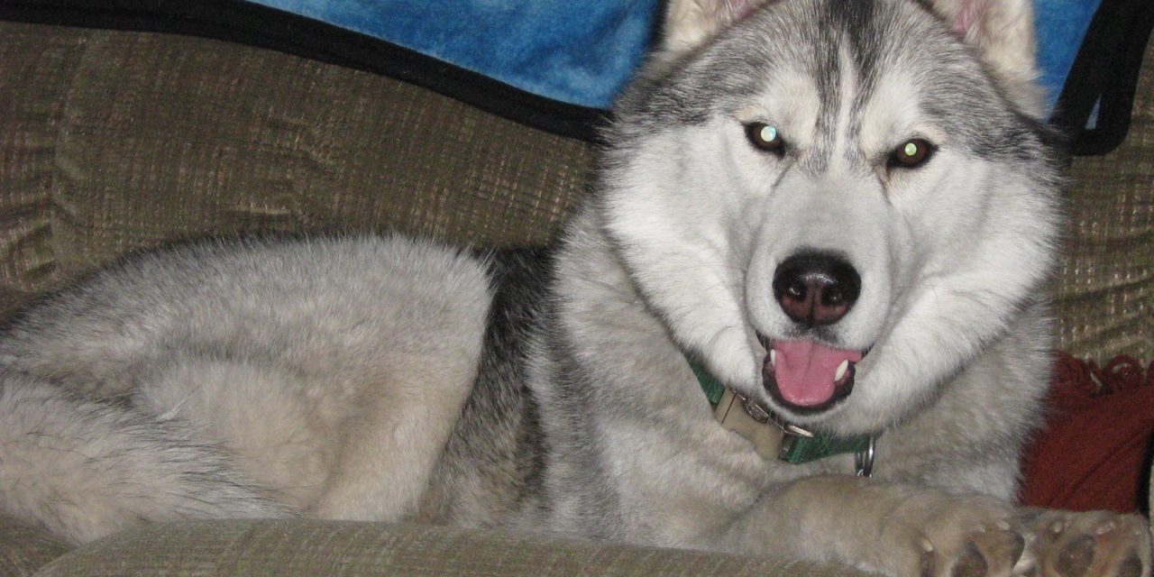 RETIRED SASKATCHEWAN COUPLE DEVASTATED BELOVED PET SIBERIAN HUSKY SHOT TO DEAH