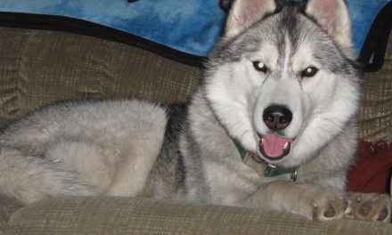 RETIRED SASKATCHEWAN COUPLE DEVASTATED BELOVED PET SIBERIAN HUSKY SHOT TO DEAH