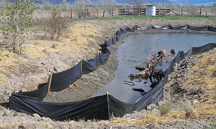 RESEARCHERS HOPE NEW POND, CULVERTS WILL OFFSET IMPACT OF HIGHWAY CONSTRUCTION ON AMPHIBIANS