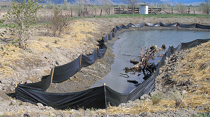 RESEARCHERS HOPE NEW POND, CULVERTS WILL OFFSET IMPACT OF HIGHWAY CONSTRUCTION ON AMPHIBIANS