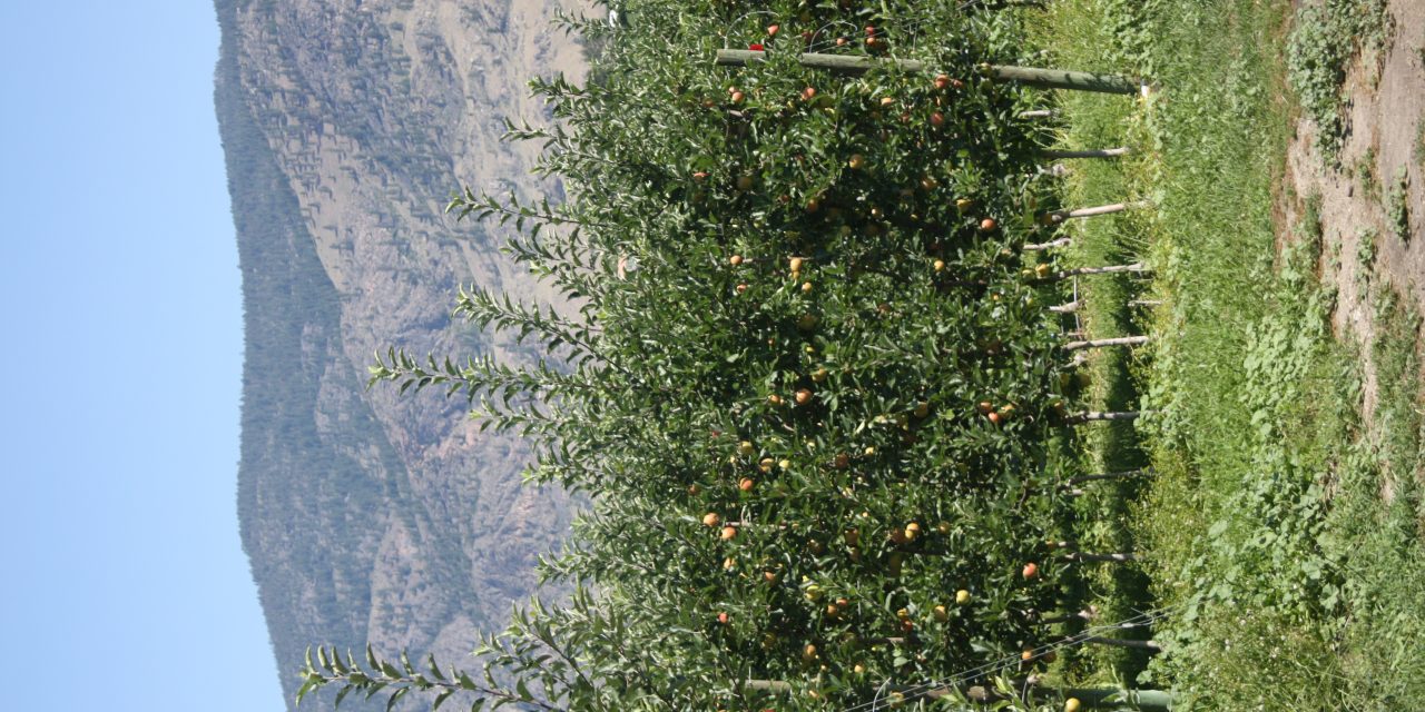 PUBLIC AWARENESS CAMPAIGN UNDERWAY TO TRY AND KEEP APPLE MAGGOTS OUT OF OKANAGAN AND SIMILKAMEEN VALLEYS