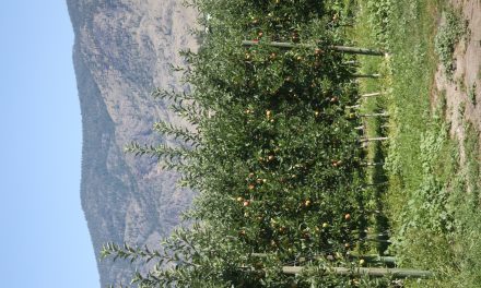 PUBLIC AWARENESS CAMPAIGN UNDERWAY TO TRY AND KEEP APPLE MAGGOTS OUT OF OKANAGAN AND SIMILKAMEEN VALLEYS