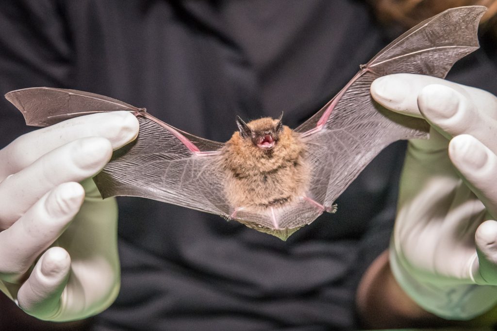 Cori Lausen holds the wings of a female California myotis. (Richard McGuire photo)