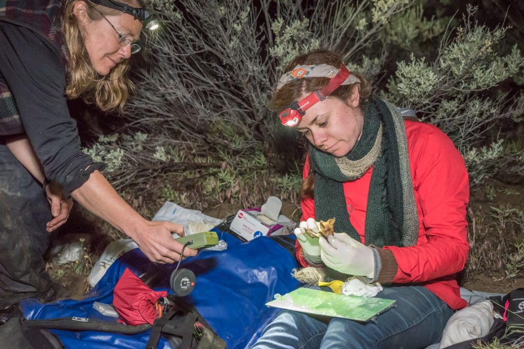 While Rochelle Kelly (right) prepares to measure a male pallid bat, lead biologist Cori Lausen tries to get an acoustic recording of its distress calls. (Richard McGuire photo)
