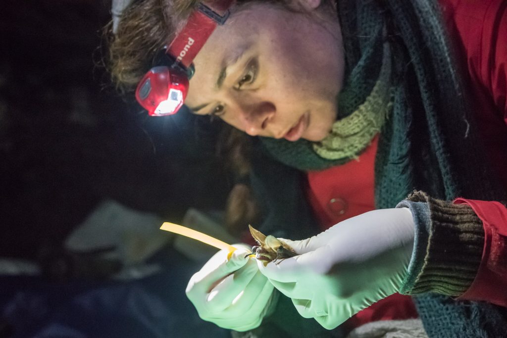 Rochelle Kelly takes measurements of a pallid bat. (Richard McGuire photo)