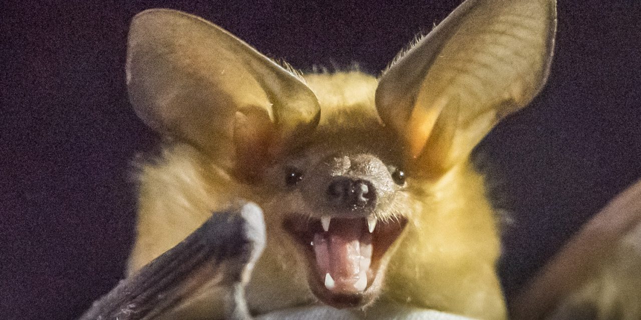 Tailing biologists on a local ‘bat blitz’ near Osoyoos