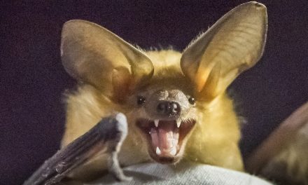 Deadly disease that kills bats making its way towards the South Okanagan