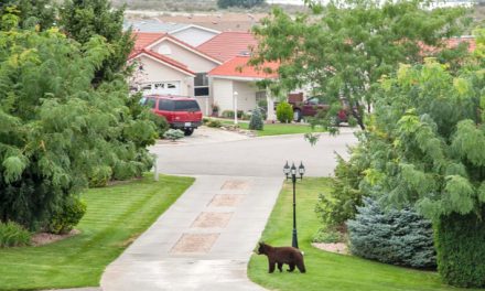 Surprise visitor strolls into the neighbourhood