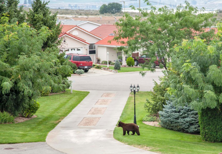 bear