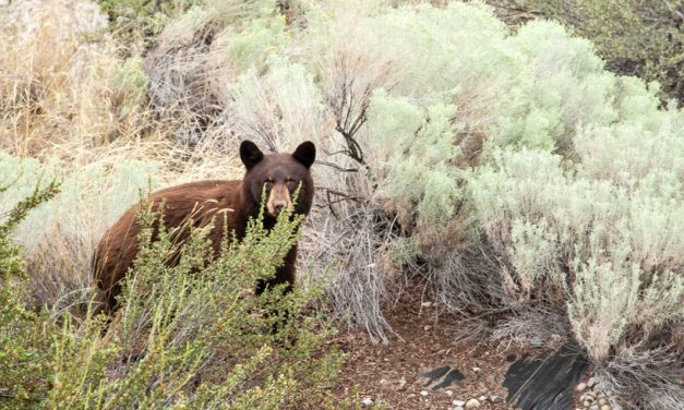 Warning of active bears from Oliver to Vaseux