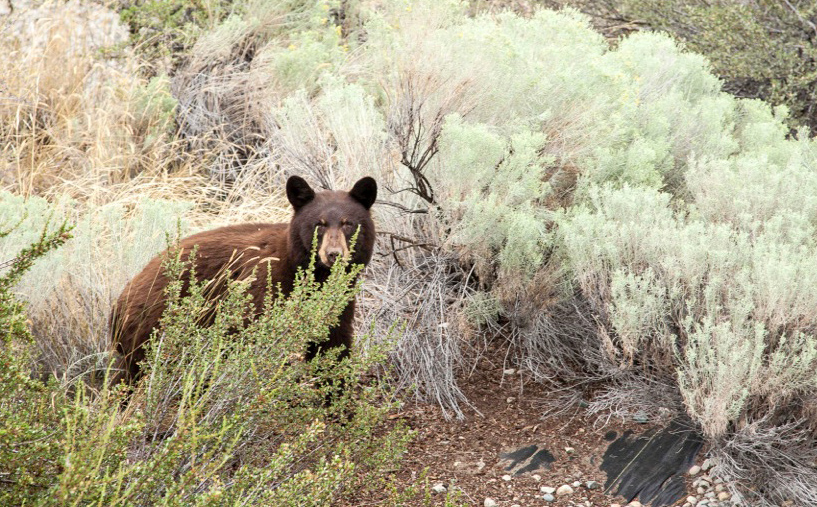 Warning of active bears from Oliver to Vaseux