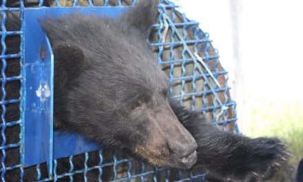 BEARS MAKE THEIR PRESENCE KNOWN IN AREA