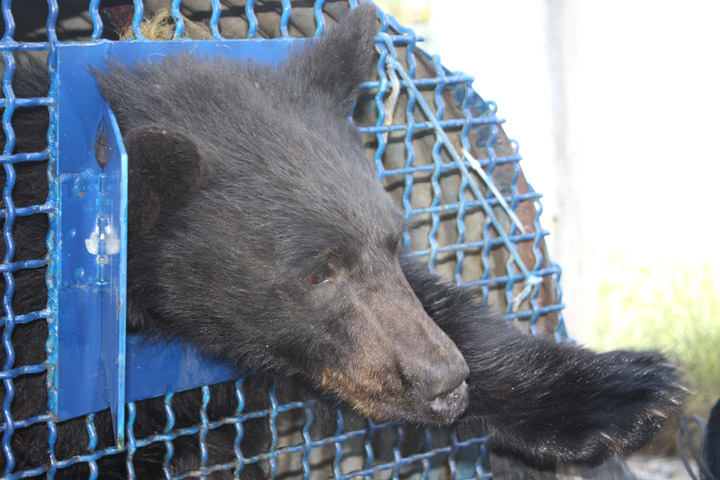 BEARS MAKE THEIR PRESENCE KNOWN IN AREA