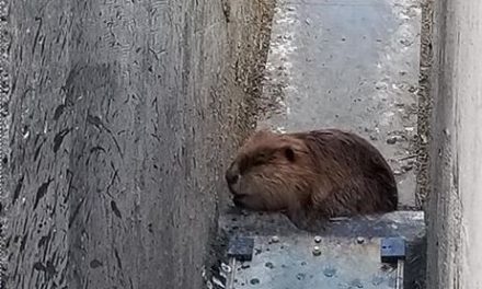 Oliver man helps save beaver from irrigation canal