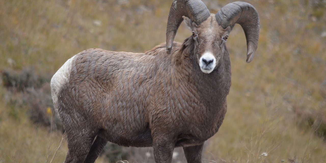PIB opposed to big horn sheep hunt