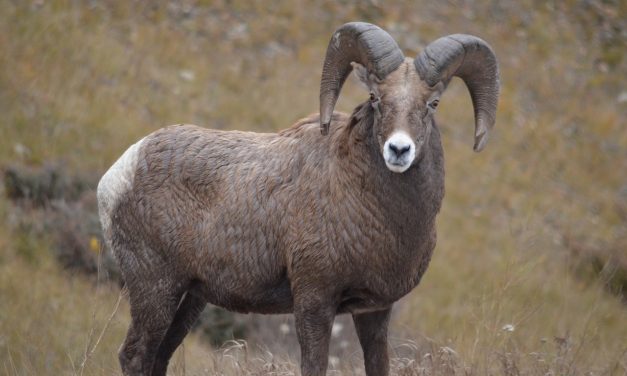 PIB opposed to big horn sheep hunt