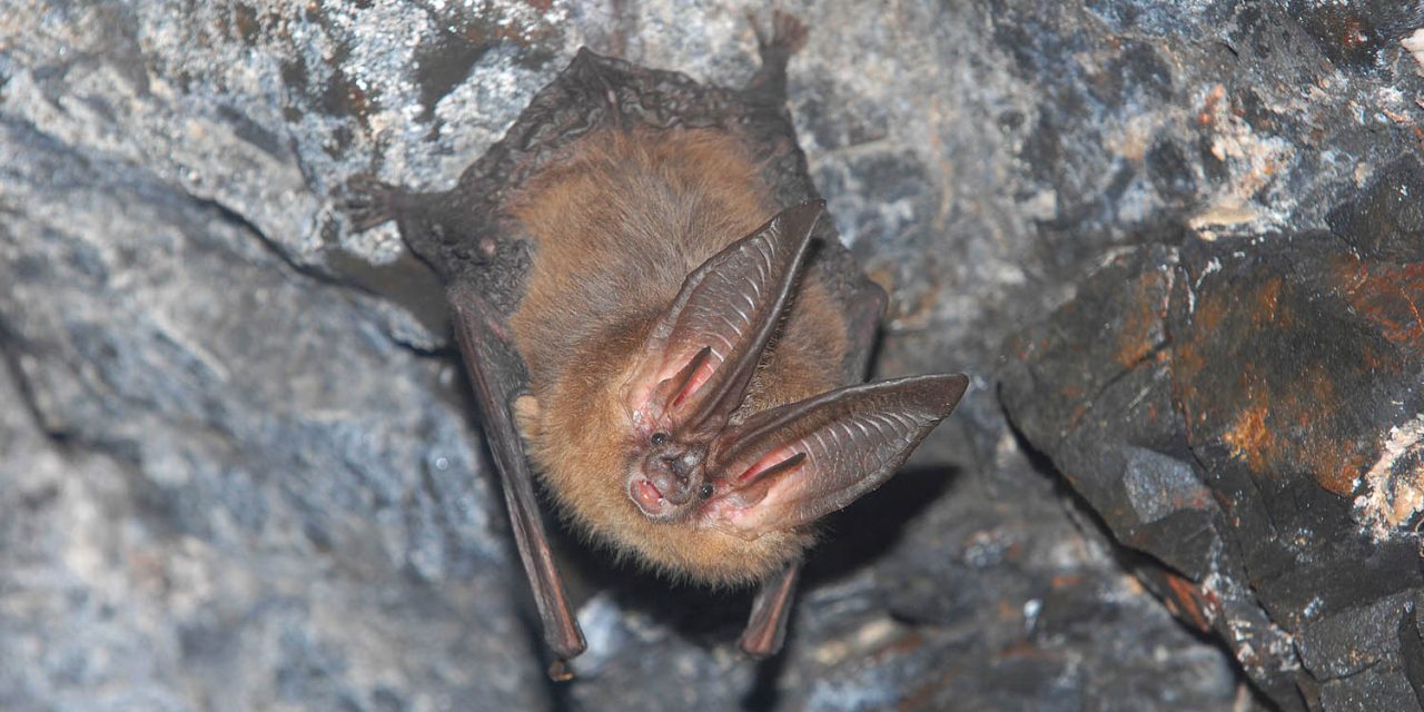 Local program helps people get rid of – or attract – bats