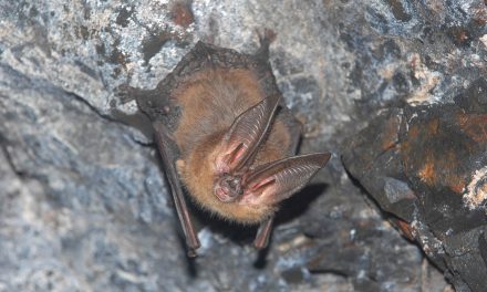 Local program helps people get rid of – or attract – bats