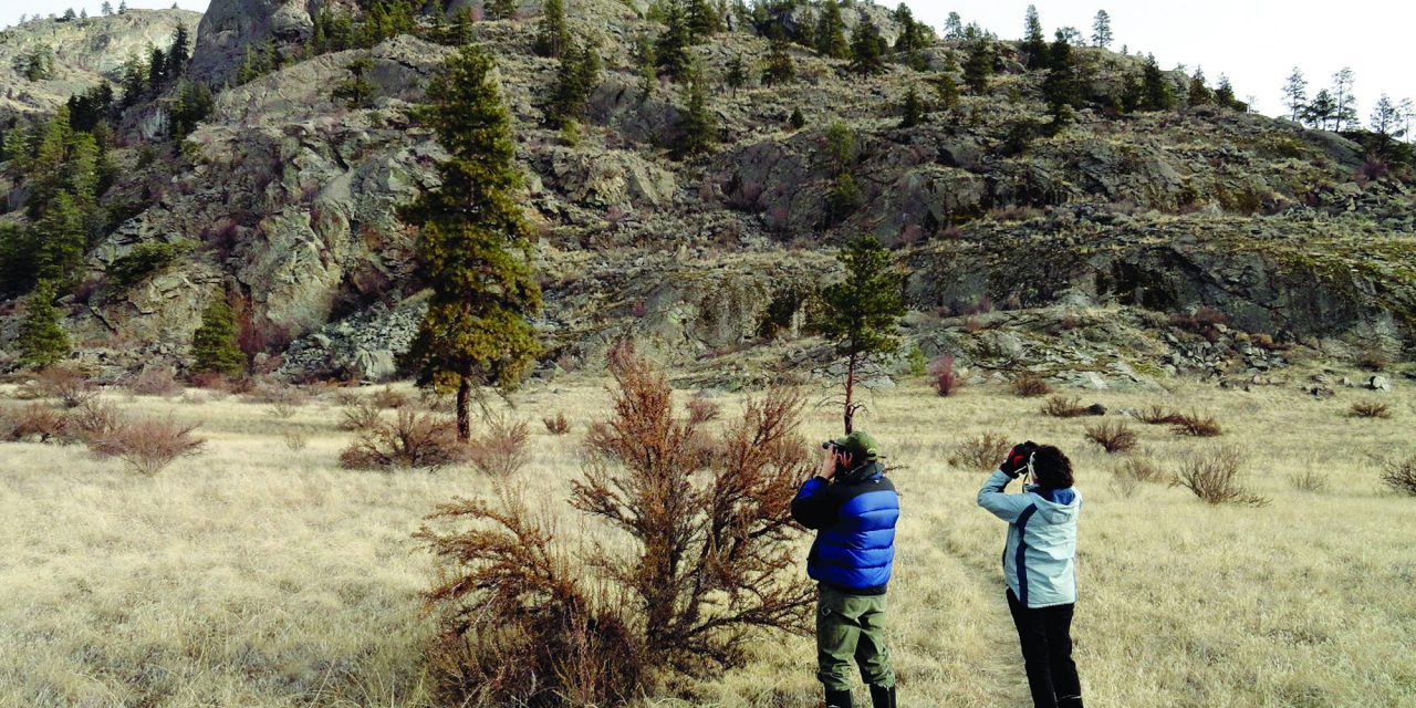 OSOYOOS-OLIVER CHRISTMAS BIRD COUNT RECORDS OVER 21,000 BIRDS