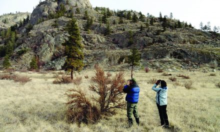 OSOYOOS-OLIVER CHRISTMAS BIRD COUNT RECORDS OVER 21,000 BIRDS