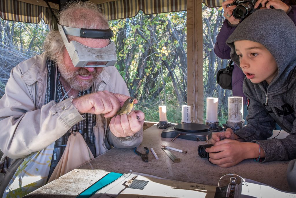 Doug Brown (left) examines a juvenile male common yellowthroat before banding it, as Eugene Roche, 6, from Penticton looks on.at last year's event. (Richard McGuire file photo)