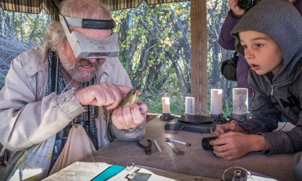 Public invited to Bird Migration Day event